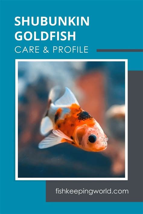 shobun fish|Shubunkin Goldfish Care: Complete Guide for Beginners.